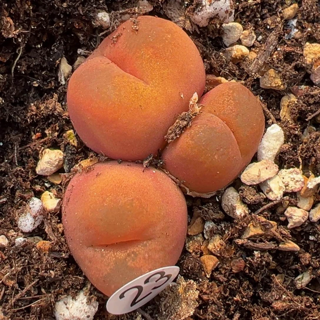 多肉植物11111111111111111