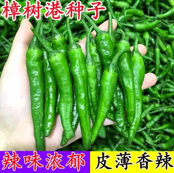 【樟树港辣椒】家庭阳台小院盆栽地栽四季种植