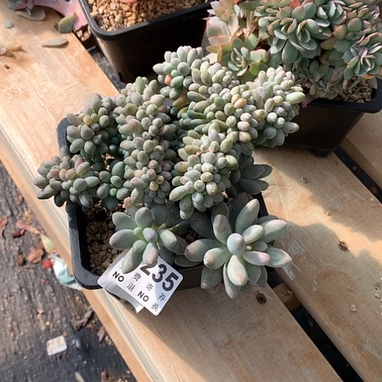 汤圆缀化235 亏本处理退款拉黑7-8天发货