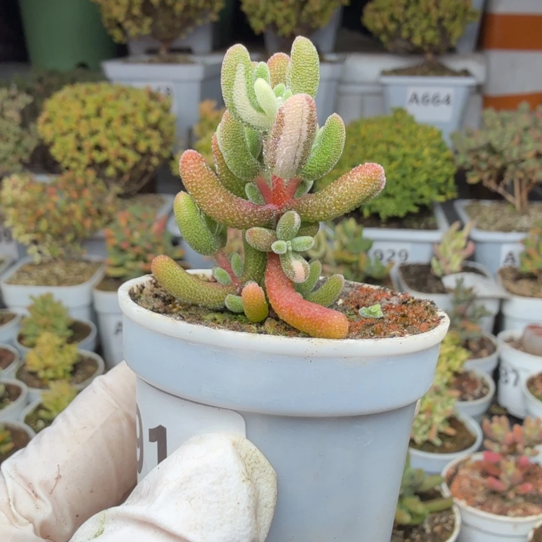 懒***rA915钻石锦一物一拍