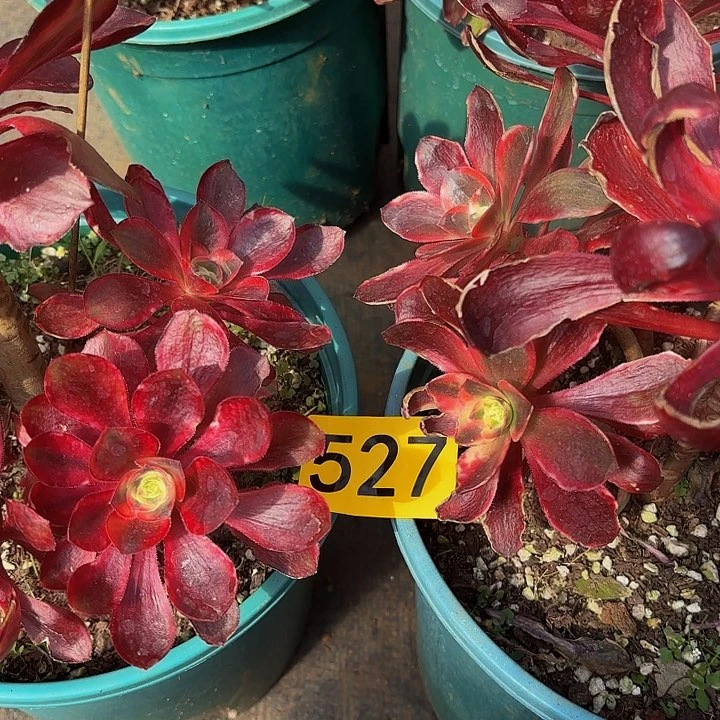 多肉植物福利527