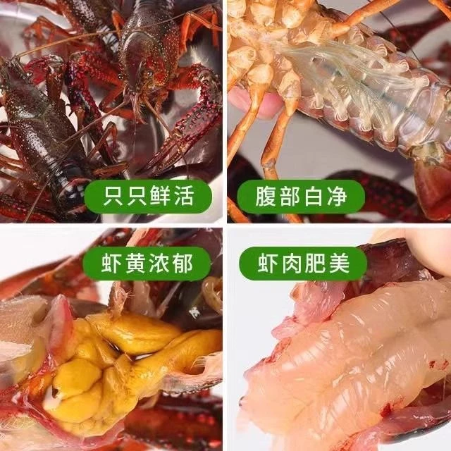 鲜活小龙虾约1.5kg/份小龙虾制品小龙虾同城小龙虾鲜活