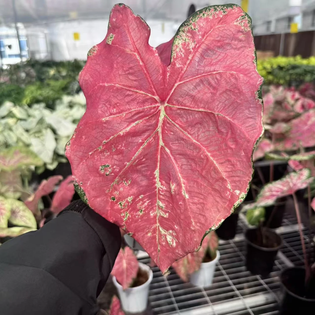 芭蕾舞鞋彩叶芋原盆原土室内好养耐热观叶植物懒人绿植盆栽