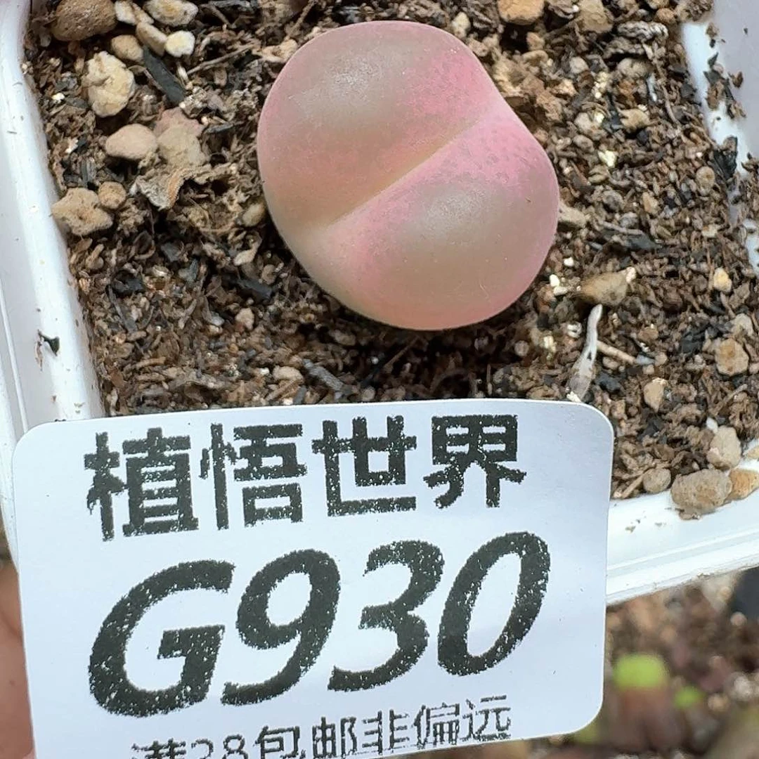 多肉植物的润泽额fg