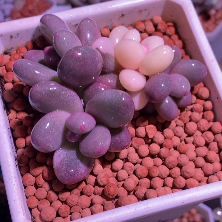 文乐奶酪锦多肉植物