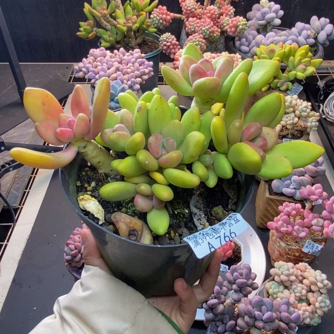 766芒果奶多肉12c m