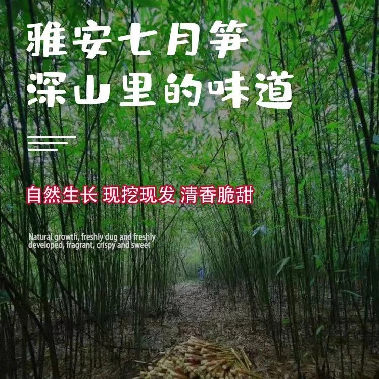 四川雅安七月笋熊猫笋带壳发货新鲜采摘野生天然上午采下午发货