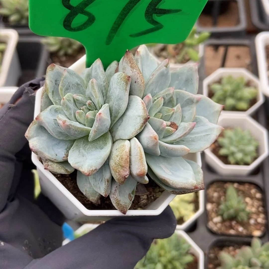 875粉蓝鸟石化多肉植物保护