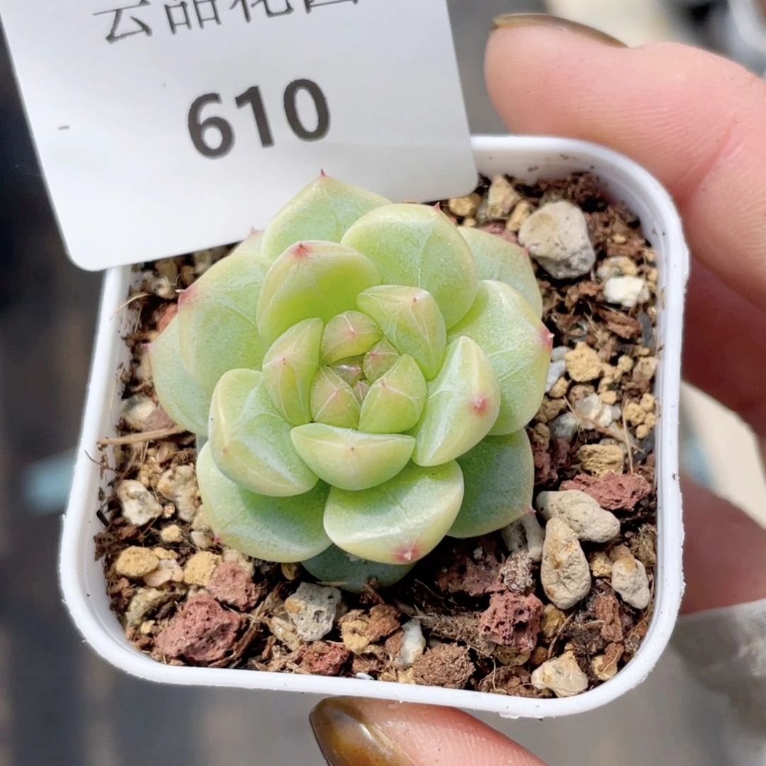 610号糖心冰心珍妮 推荐