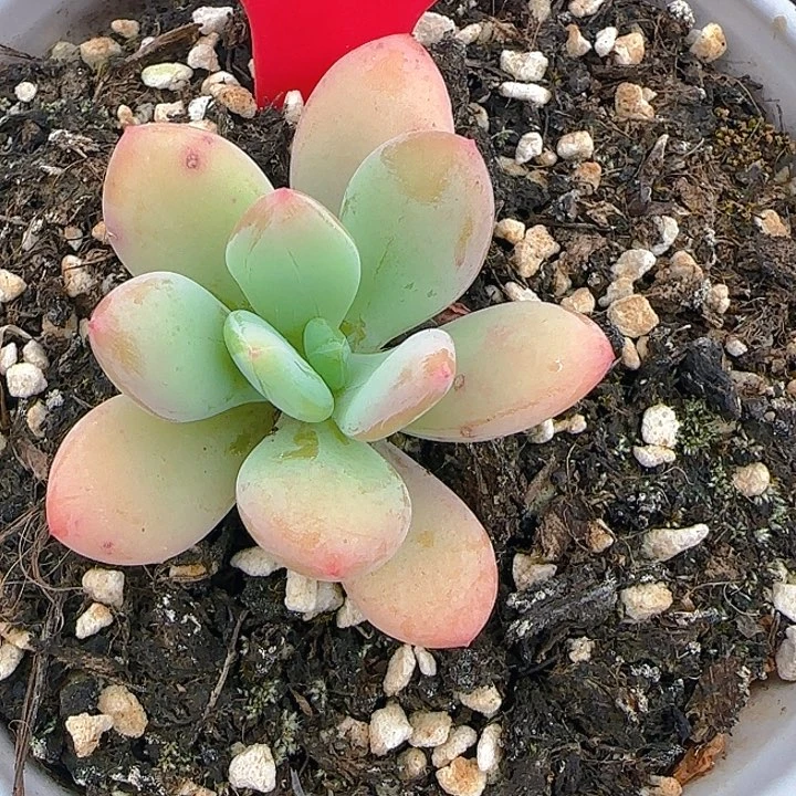 大*美人036多肉植物