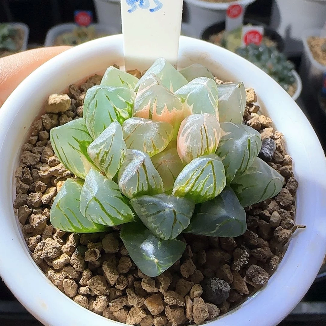 503号OM玉露锦一物一拍带盆土