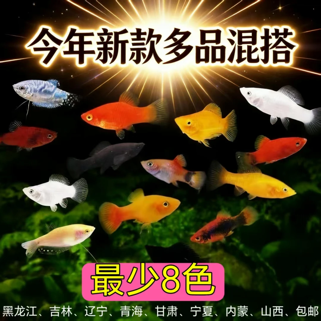 便宜清仓玛丽鱼孔雀鱼斑马红箭米奇月光天使全红熊猫混合全家福鱼