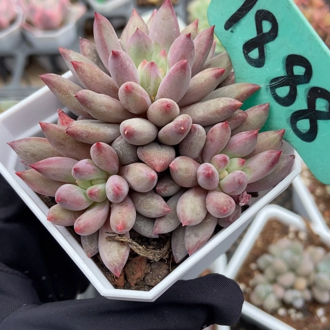 1888虞美人多肉植物保护
