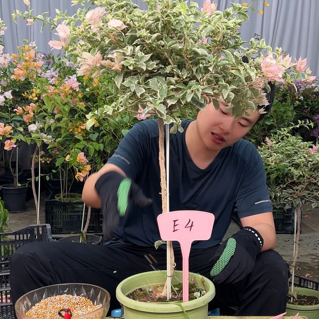 随***放当前无花栽培后可以开花E4少女心