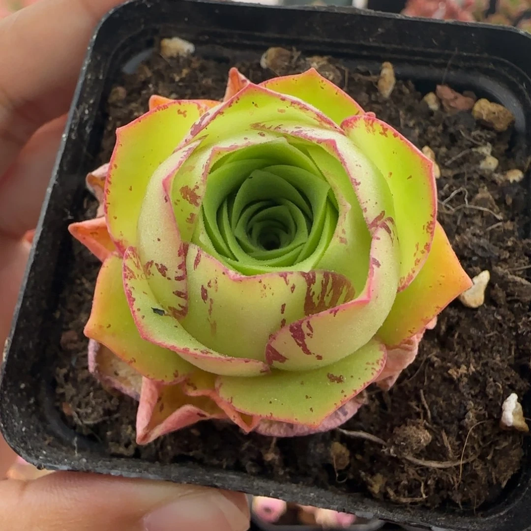 C*L284半城玫瑰开播福利