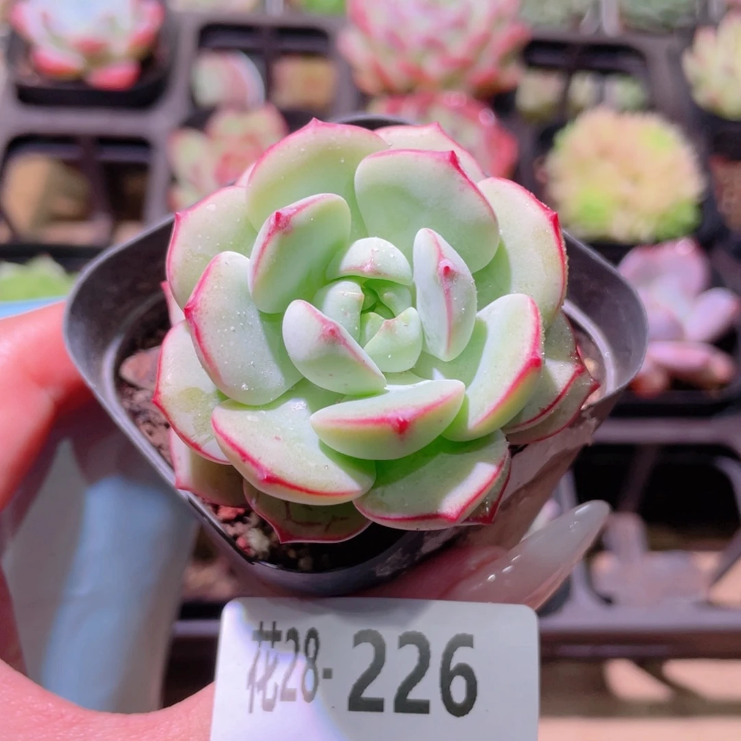 花利美28-226香草