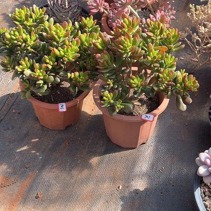 招财猫9.9米 量拍多肉