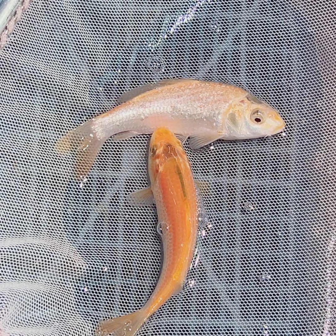 锦鲤锦鲤观赏鱼1111