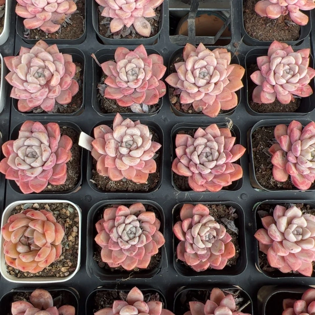 白雪天使 满30包邮发货