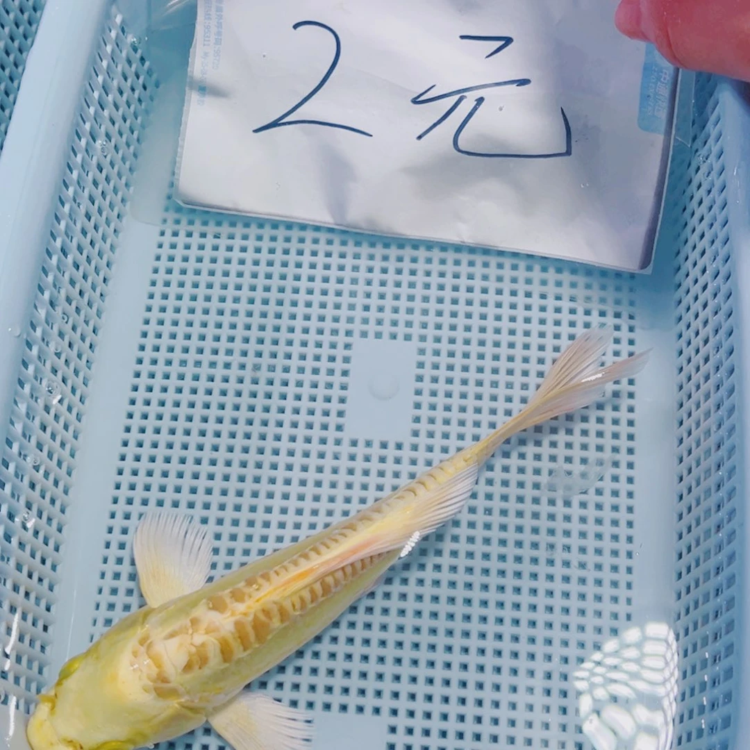 海水鱼锦鲤观赏鱼112