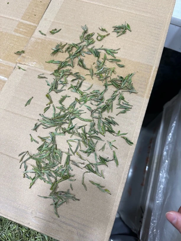 2024年新茶  明前黄山毛峰 兰香 MF-309