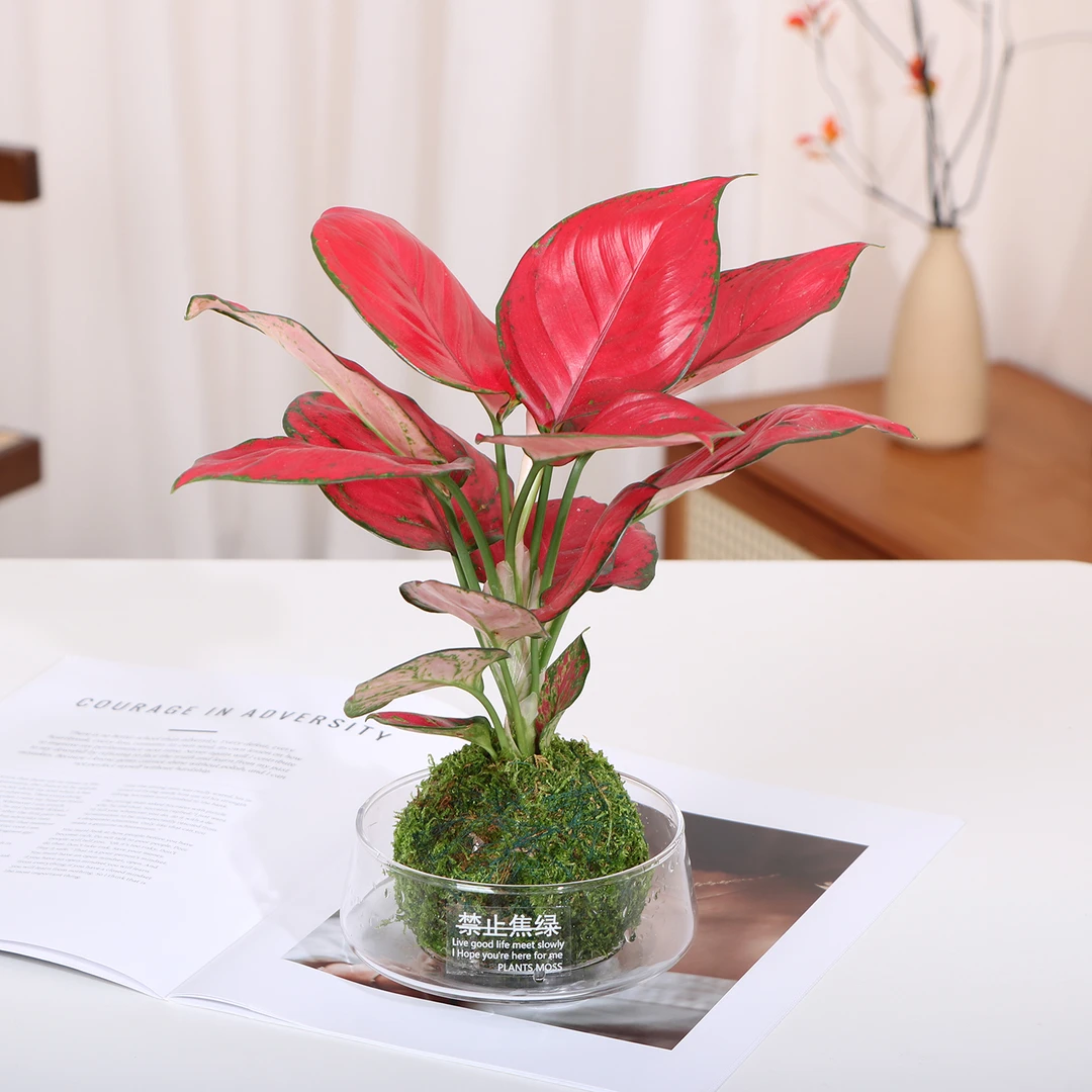 【喜半阴】富贵红苔藓球吉利红水培植物室内盆栽桌面绿植趣味好养