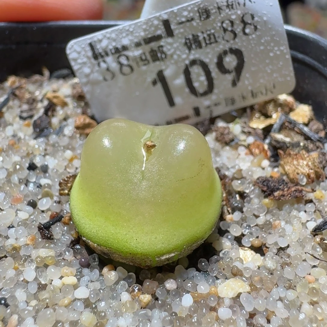 Sssss精品清仓价109