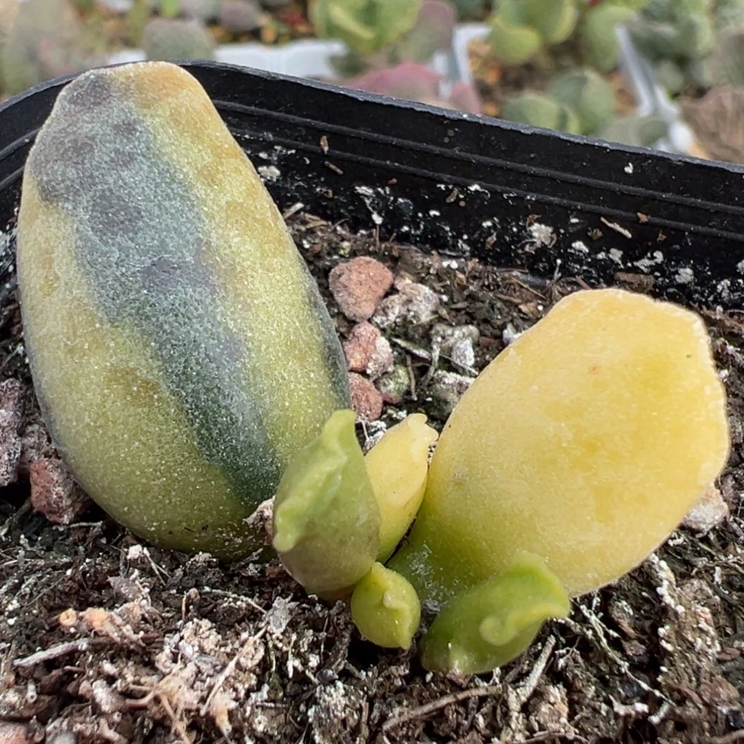 海豹锦大苗多肉植物水泡