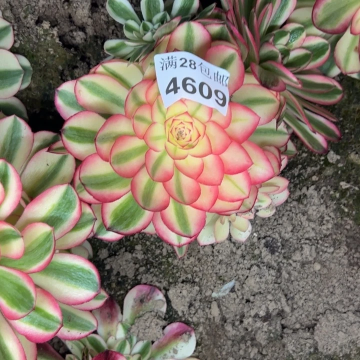 4609南荔枝多肉植物