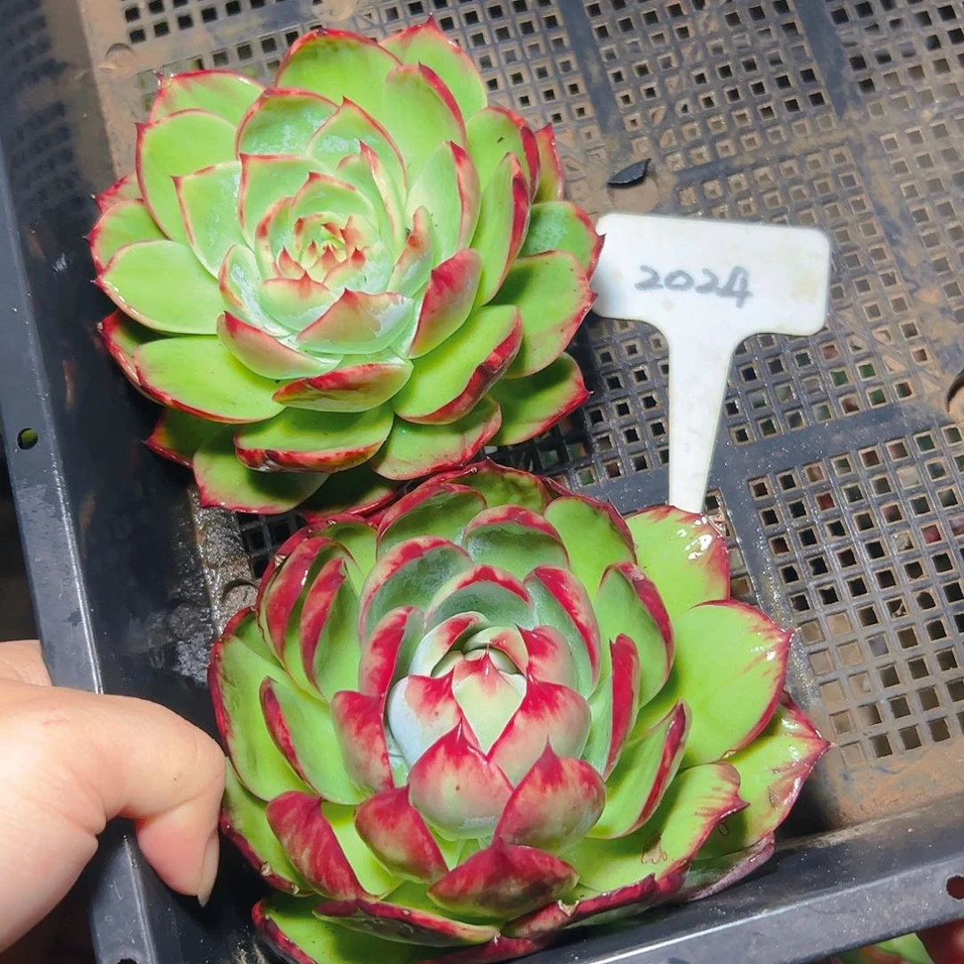 惊鸿仙子两颗2024号