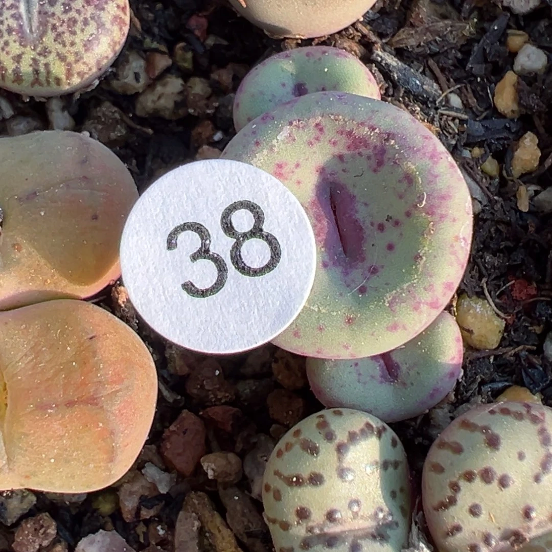 薄****多肉植物111111111111