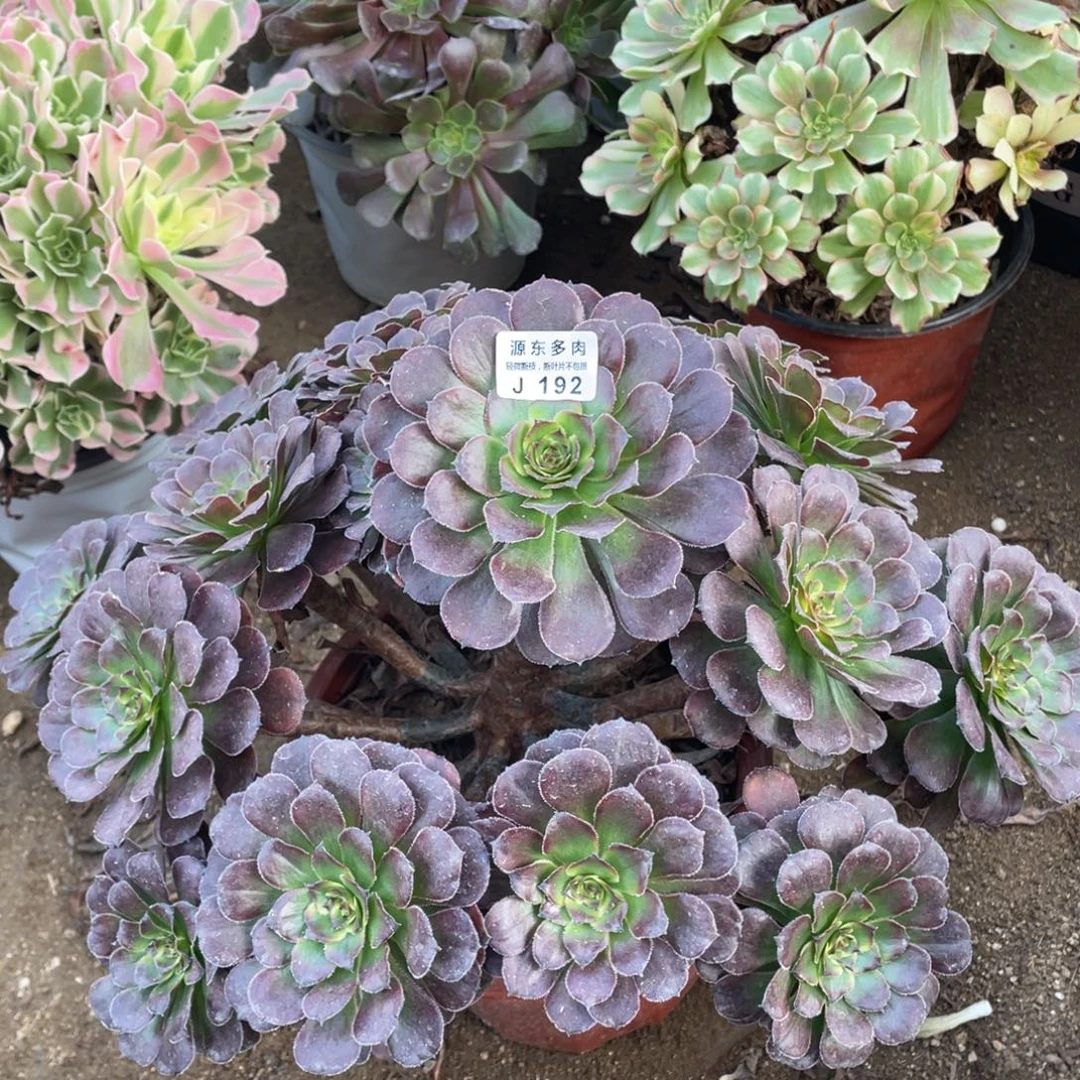 192金刚多肉法师断枝不包