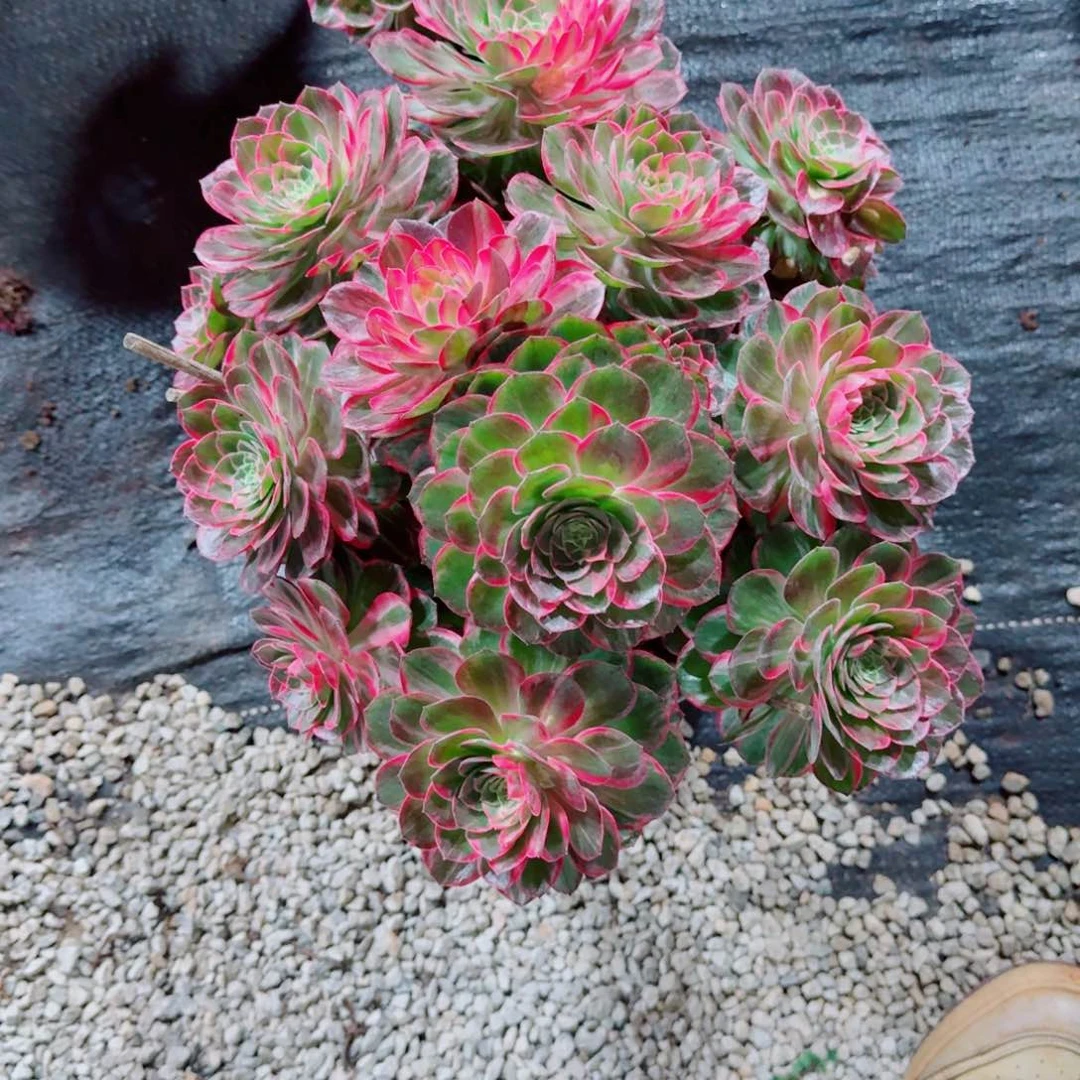 多肉植物发货发货