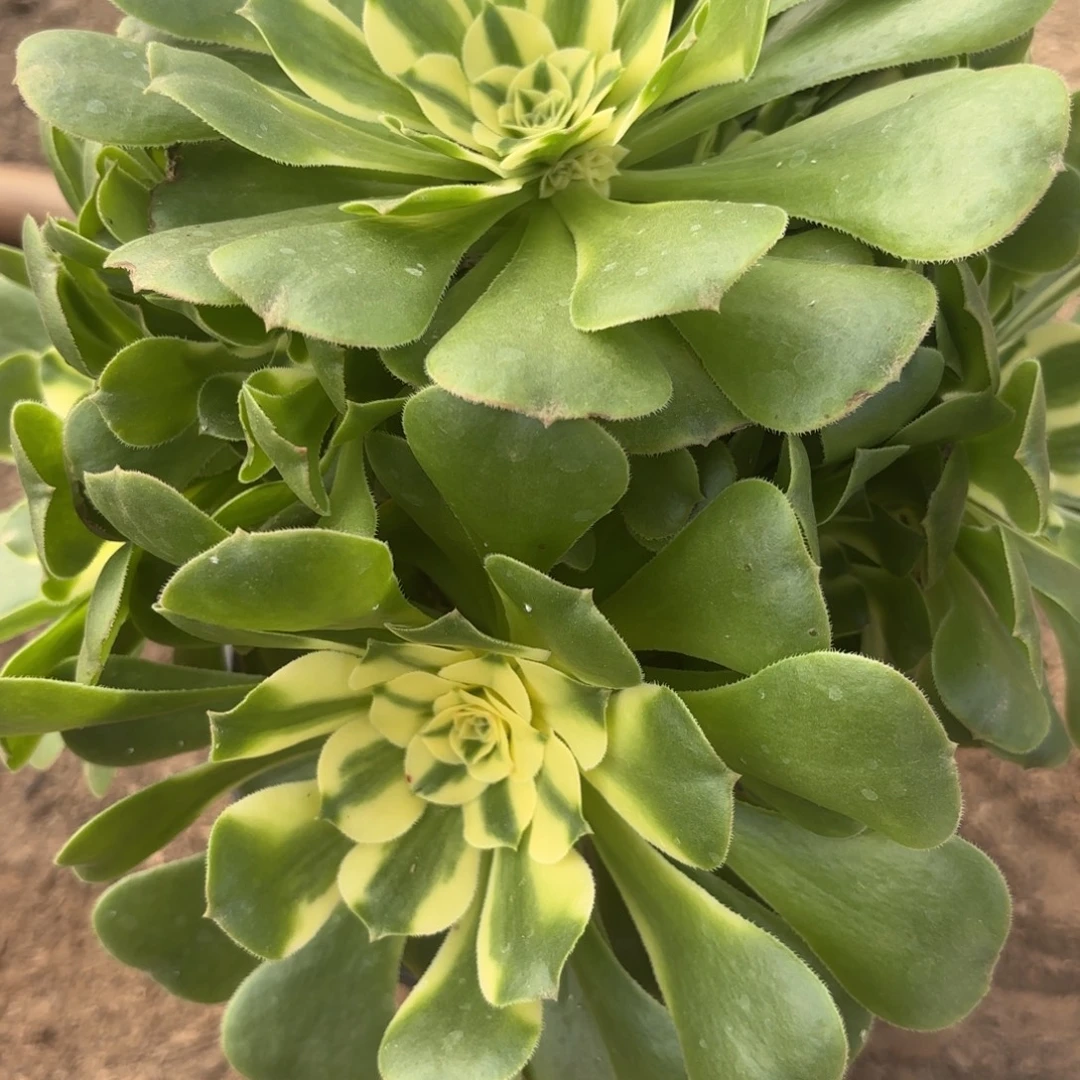 辛尼雅多肉植物12-285