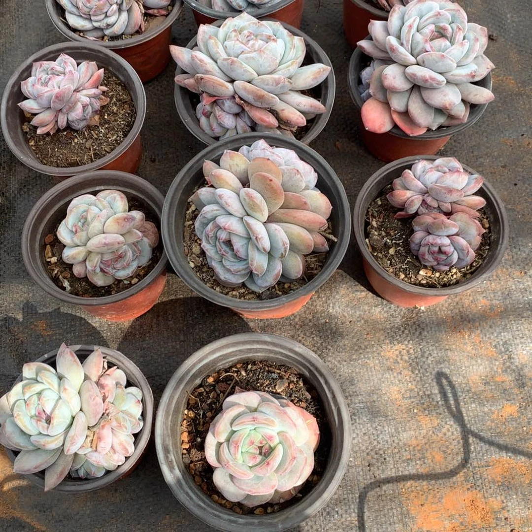 汐*汐汐003.0010.00011