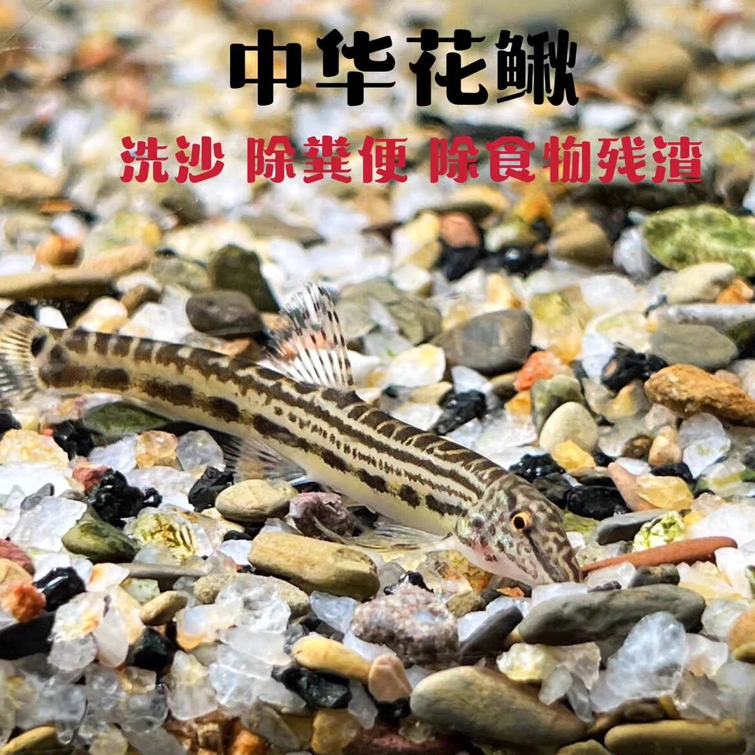 花鳅清洁清理鱼缸残渣便无需加温的观赏鱼清道夫净化鱼缸