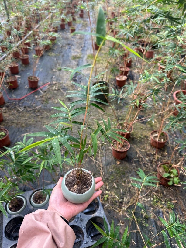 桌面盆栽花卉花盆装饰茶桌摆件茶具茶几