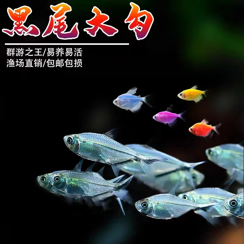 黑尾大勾群游鱼草缸小型鱼鲜活观赏鱼淡水黑尾扯旗观赏鱼鱼观赏鱼