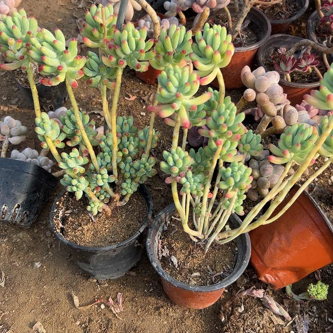 乙女心多肉植物中央音乐学院