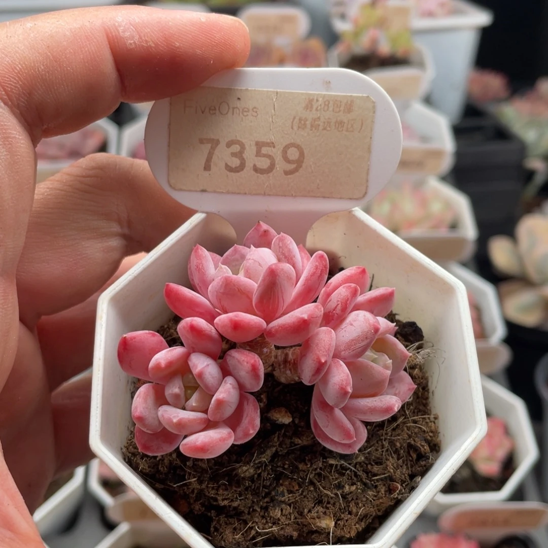 水晶琥珀7359-5厘米