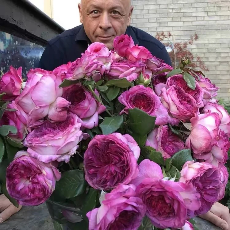 蛋糕花苗开花特大花浓香玫瑰花盆栽花卉爬藤植物绿植