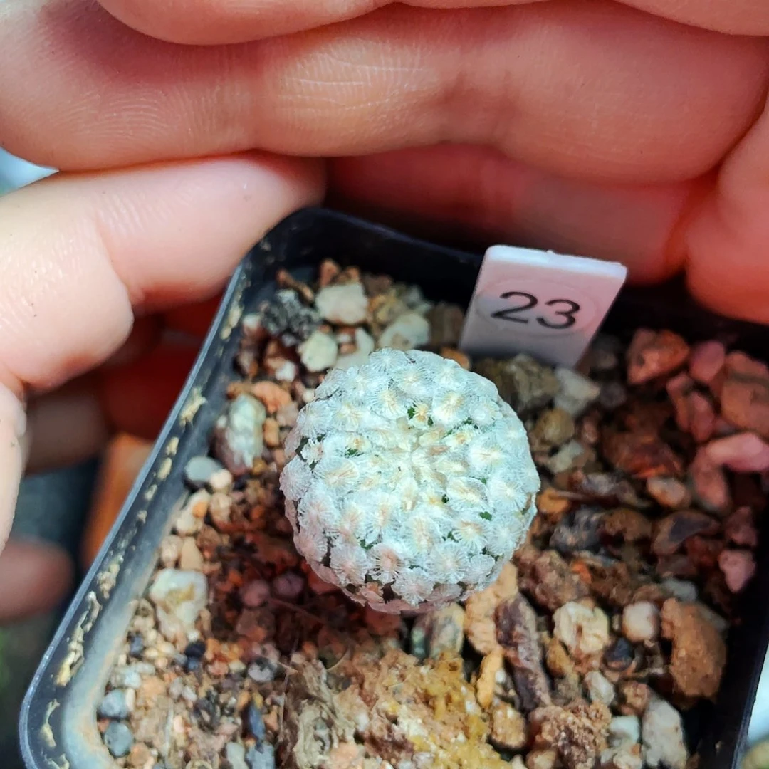 蔷薇丸非偏远地区满25包邮仙人球裸根