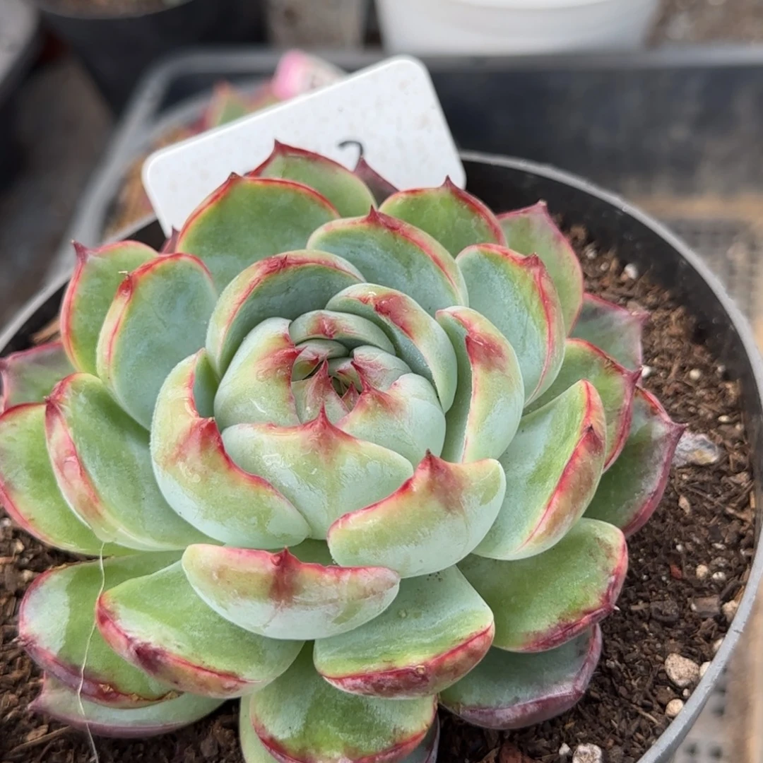 惊鸿一物一拍包装收缩花旱243