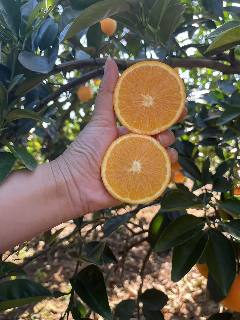11月9日发货前买特价赣南信丰脐橙新鲜现摘现发甜橙江西正宗脐橙