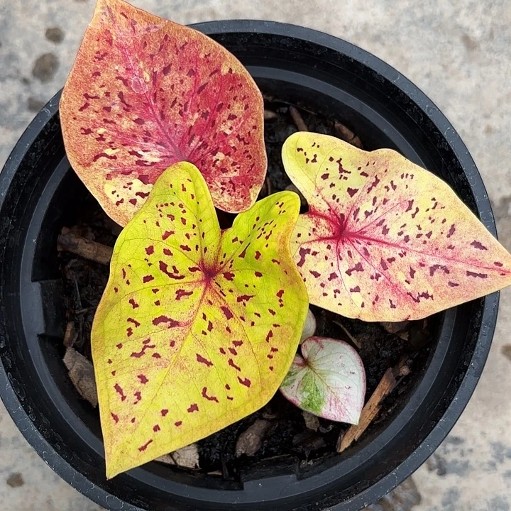 79-1108彩叶芋广东现货