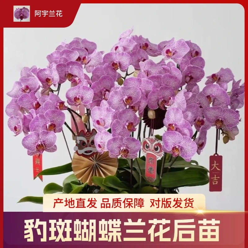 【豹斑蝴蝶兰花后苗】 3.5加高寸杯 1颗好养易活瑕疵不售后