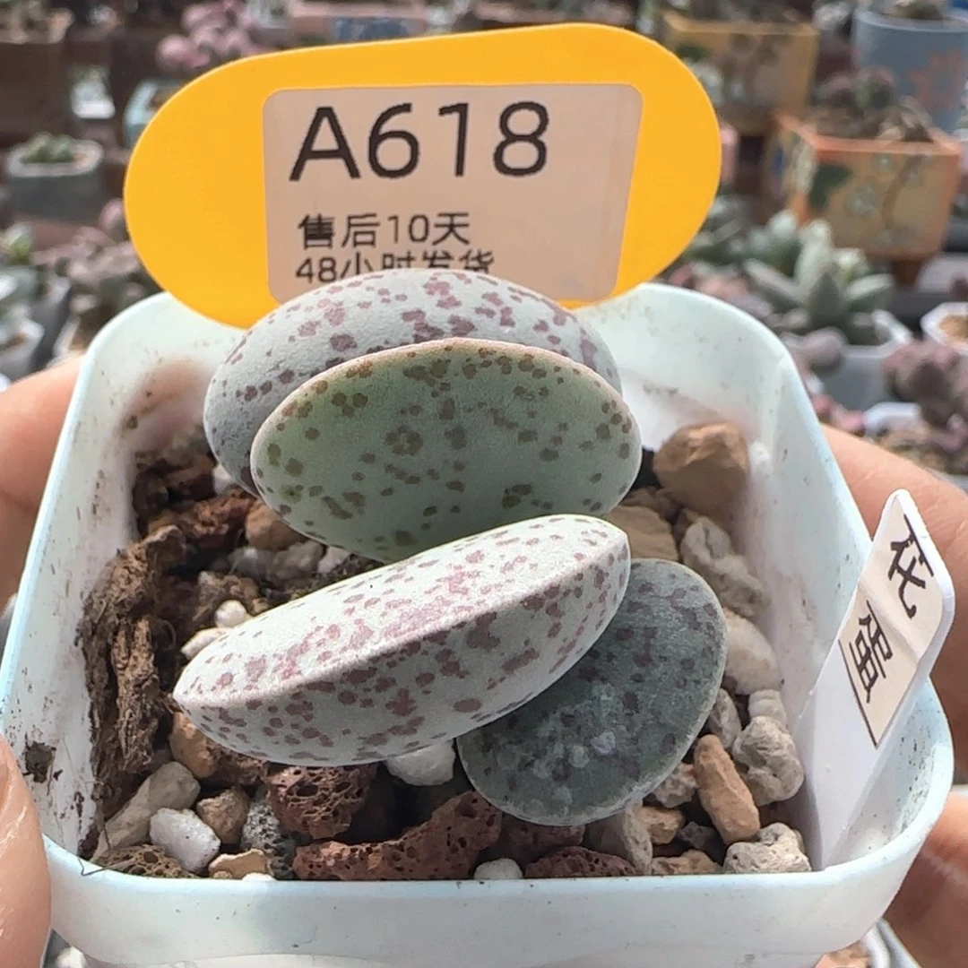 花蛋。     618。