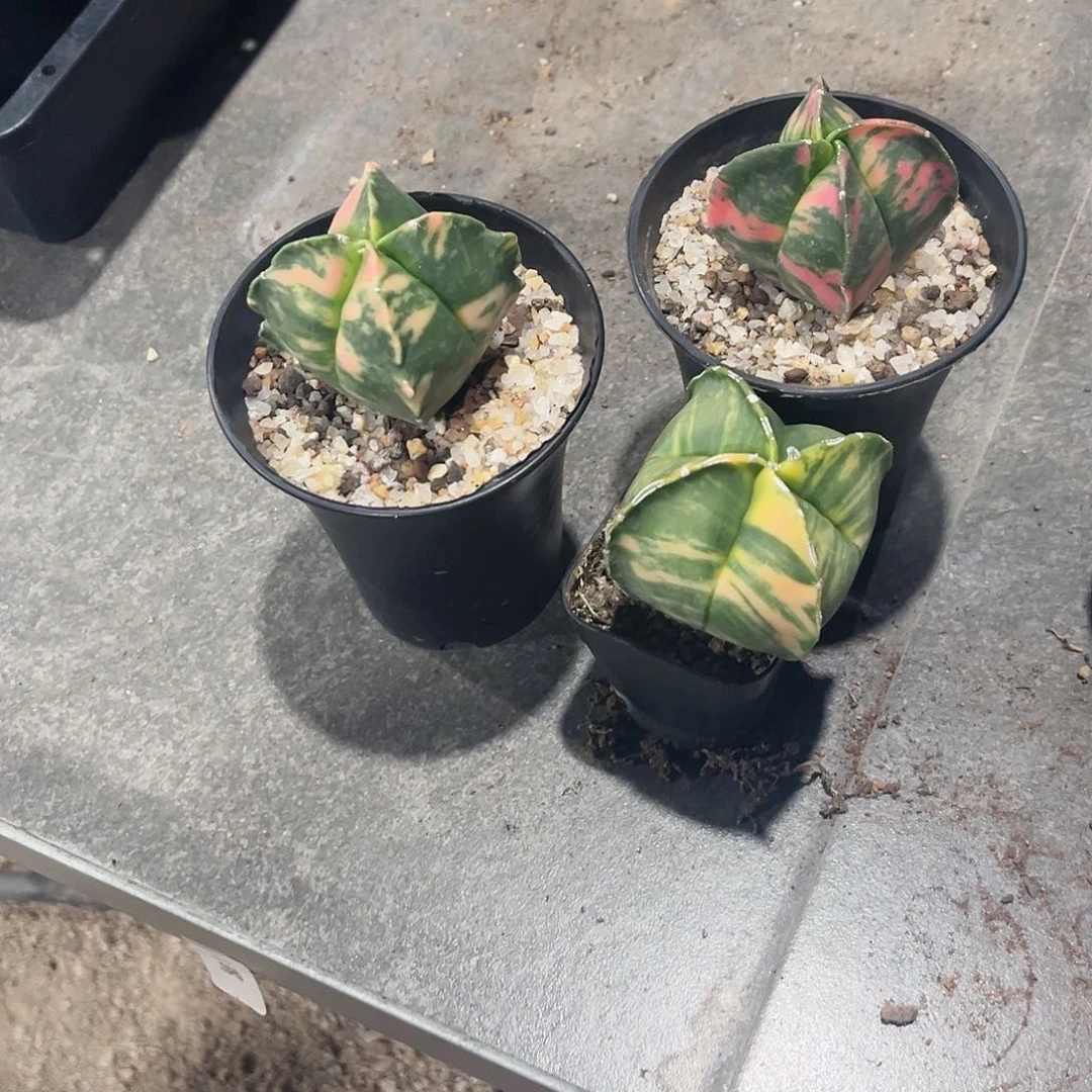 良**锦鸾凤玉锦实生