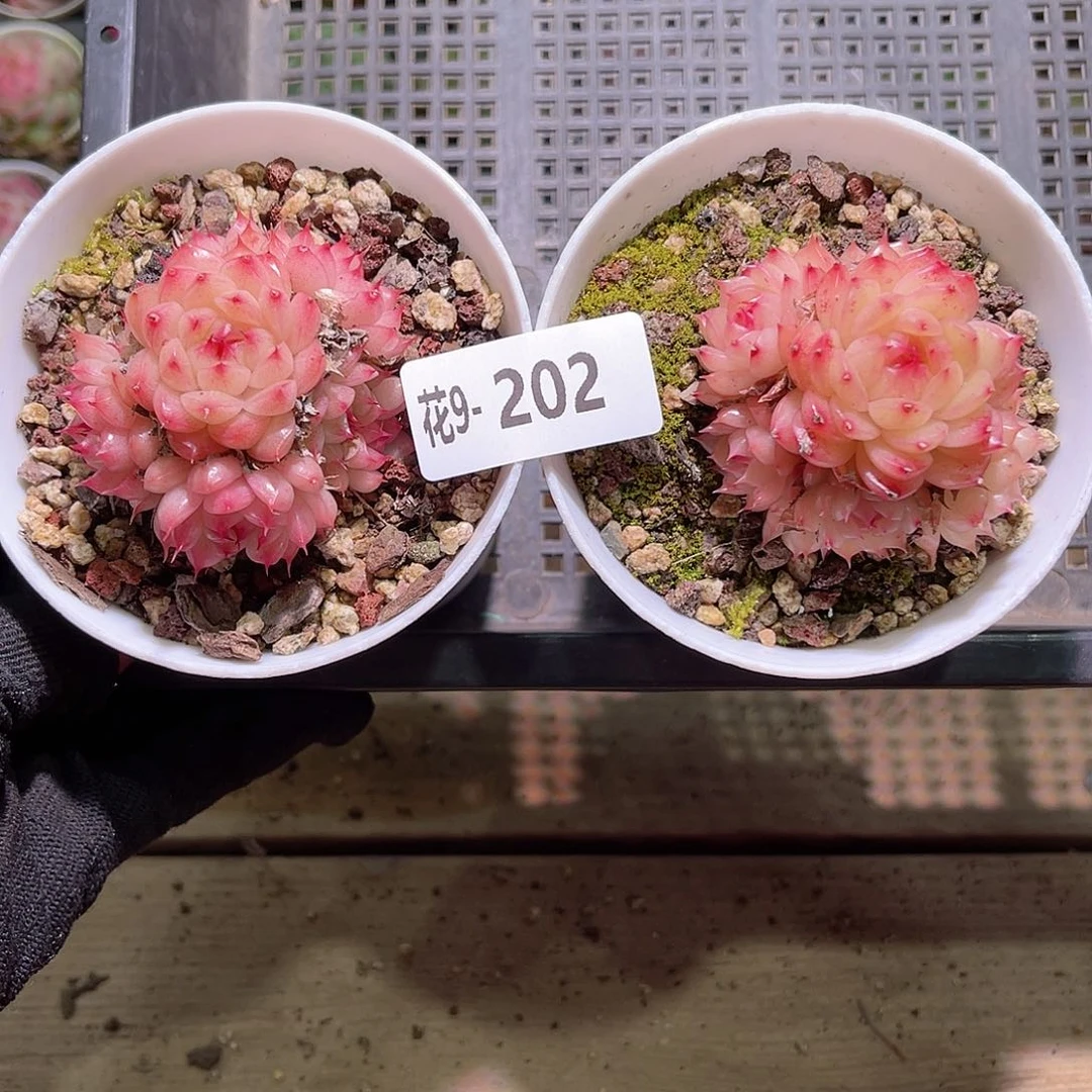 花09-202海王群2颗