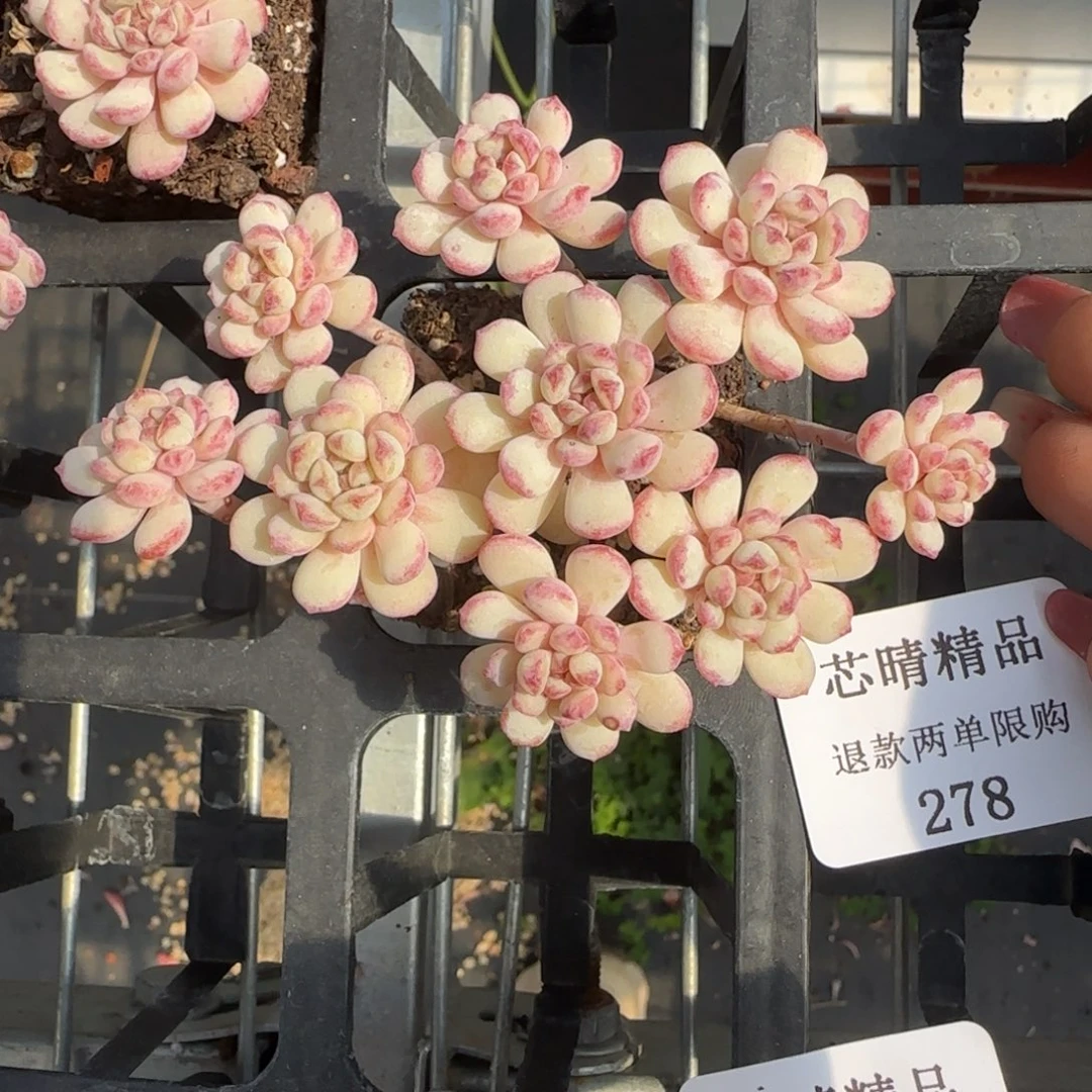 闪购精品多肉278号